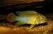 APISTOGRAMMA NIJSSENI