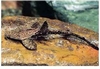 BUNOCEPHALUS CORACOIDES - BRAADPANWELS