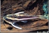 PLATYCODORAS COSTATUS - GESTREEPTE DOORNWELS