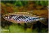 DANIO KYATHIT
