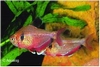 HYPHESSOBRYCON CALLISTUS - RODE MINOR