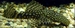 ANCISTRUS SPEC XL