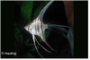 PTEROPHYLLUM SCALARE AMAZON  LONGVIN - MAANVIS