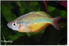 MELANOTAENIA HERBERT AXELRODI - GELE REGENBOOGZALM