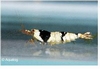 GARNAAL CRYSTAL BLACK CARIDINA CF CANTONENSIS