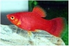 XIPHOPHORUS MACULATUS - PLATY ROOD