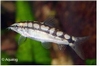 BOTIA YASUHIKOTAKIA SIDTHIMUNKI - DWERGBOTIA