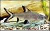 BALANTIOCHEILUS MELANOPTERIS - HAAIVINBARBEEL