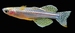 PSEUDOMUGIL SP NEON BLEU - REGENBOOGZALMPJE