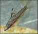 CHILODUS PUNCTATUS - GESTIPPELDE KOPSTAANDER
