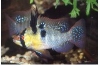 MIKROGEOPHAGUS RAMIREZI AZIE - ANTENNEBAARS  XL