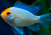 MIKROGEOPHAGUS RAMIREZI ELECTRIC BLEU GOLD LONGVIN