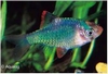 PUNTIUS TETRAZONA GREEN - SUMATRAAN GROEN