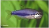 INPAICHTHYS KERRI SUPER BLEU - KEIZERTETRA