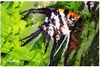 PTEROPHYLLUM SCALARE BARET GOLD KOPF/ RED HEAD/RED - MAANVIS