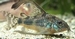CORYDORAS PALEATUS LONGVIN