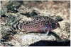 CORYDORAS PUNCTATUS