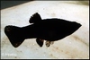 POECILLIA LATIPINNA  -  BLACK  MOLLY