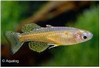 PSEUDOMUGIL GERTRUDAE - REGENBOOGZALMPJE