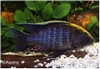 AULONOCARA MAYLANDII S