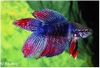 BETTA DOUBLE TAIL - KEMPVIS