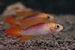 APISTOGRAMMA CACATOIDES GOLD RED