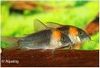 CORYDORAS EQUES