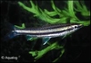 NANNOSTOMUS TRIFASCIATUS
