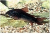 CORYDORAS BLACK VENESUELA