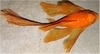 ANCISTRUS SP. SUPER RED LONG VIN