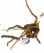 SF SPIDERWOOD SMALL 20-30CM
