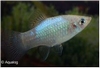 XIPHOPHORUS MACULATUS - PLATY BLAUW
