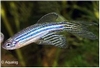 BRACHYDANIO RERIO SLUIER - ZEBRA SLUIER DANIO