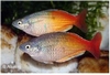 MELATONAENIA BOESEMANI LAKE AYTINJO SUPER RED